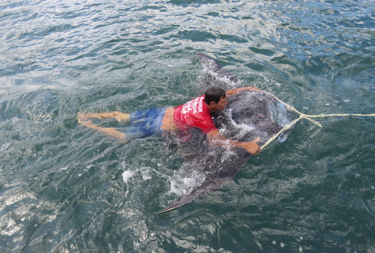 Une raie manta secourue par les pompiers à Opunohu