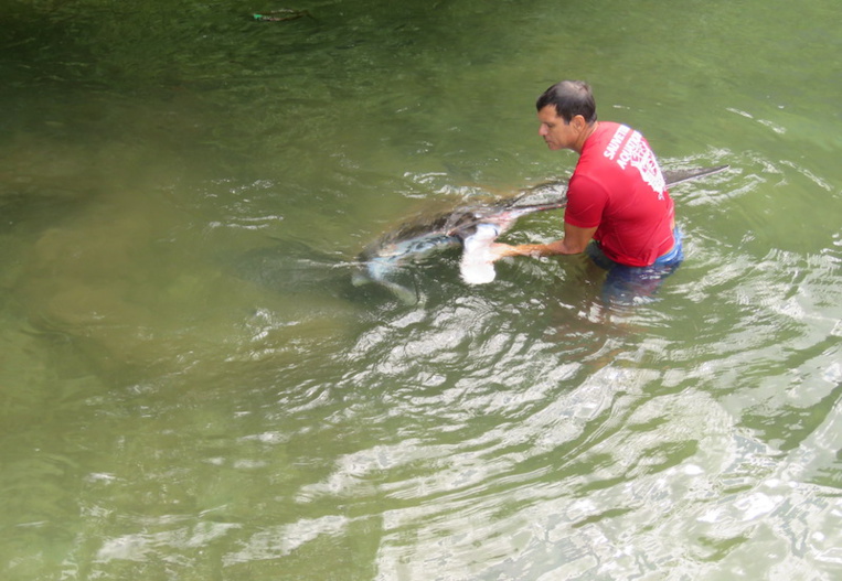 Une raie manta secourue par les pompiers à Opunohu