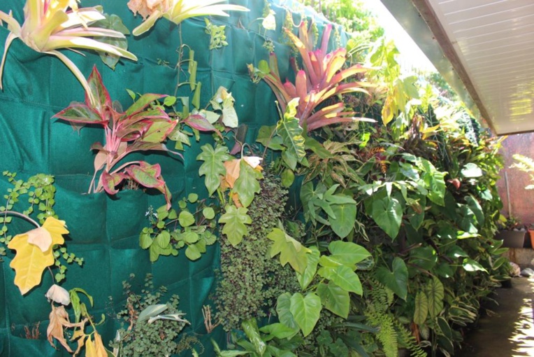 Freddy Mou rêve de Haute couture Freddy Mou rêve de Haute couture