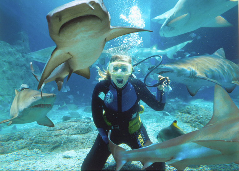 Shark feeding : personne n’en fait, mais il y en a toujours