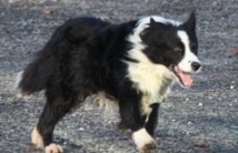 Une chienne retrouvée quatre ans après sa disparition grâce à sa puce