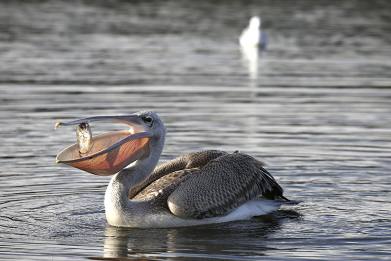 L'histoire du pélican gris de Sigean qui voulait "partir à l'aventure"