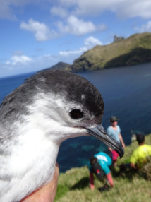 Le puffin de Rapa, ce grand voyageur menacé par les rats Le puffin de Rapa, ce grand voyageur menacé par les rats