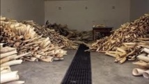 Appel pour des sanctions internationales contre le trafic d'ivoire