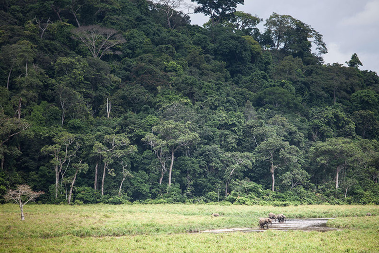 Dans la forêt vierge gabonaise, sur la piste des virus émergents Dans la forêt vierge gabonaise, sur la piste des virus émergents