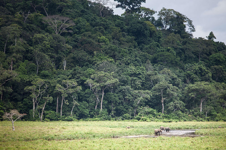 Dans la forêt vierge gabonaise, sur la piste des virus émergents