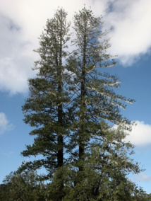 Le pin de Norfolk (Araucaria heterophylla) permettait à la marine de disposer de mâts d’une cinquantaine de mètres de hauteur (photo Berknot).