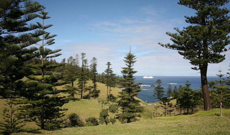 Espèce aujourd’hui protégée, le pin de Norfolk a été disséminé dans le monde entier pour orner parcs et jardins (photo Berknot). Espèce aujourd’hui protégée, le pin de Norfolk a été disséminé dans le monde entier pour orner parcs et jardins (photo Berknot).