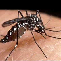 Quatre nouveaux cas de dengue confirmés cette semaine
