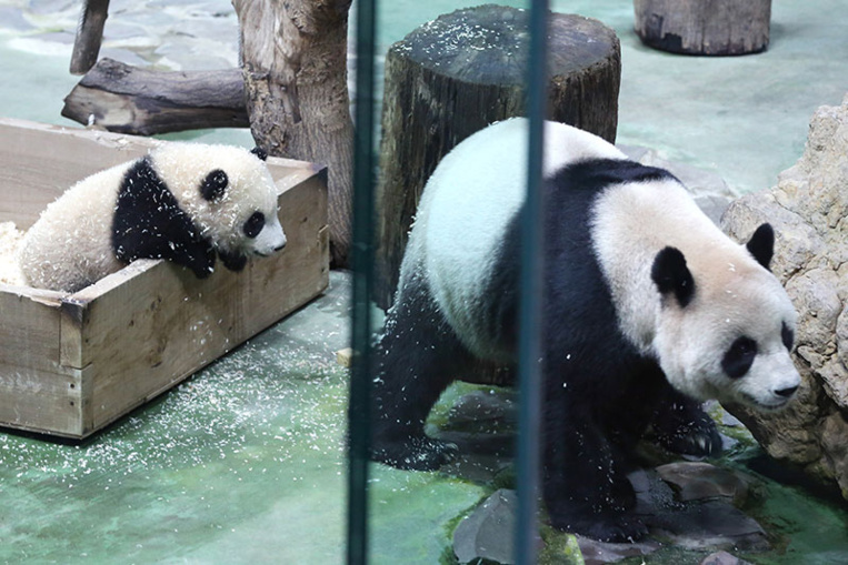 Baptême médiatique pour le dernier-né des grands pandas à Taïwan