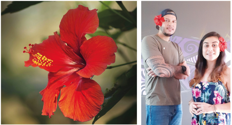 L'hibiscus, un trésor sous-exploité dans le viseur d'une start-up locale