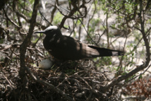 A part du poisson et des œufs d’oiseaux marins, les habitants de Tematangi n’avaient apparemment que très peu de ressources pour se nourrir. A part du poisson et des œufs d’oiseaux marins, les habitants de Tematangi n’avaient apparemment que très peu de ressources pour se nourrir.