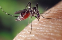 Début d’épidémie de dengue confirmée à Moorea et Tahiti
