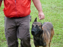 Concours de chien de défense : Ermak De La Cité Des Pluies bat le Champion de Polynésie d'un petit point