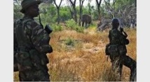 Rangers contre AK-47, la lutte inégale face aux trafiquants d'espèces sauvages