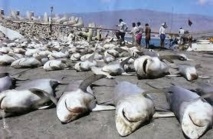 Accord international pour protéger des requins décimés pour leurs ailerons