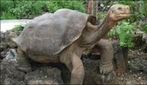 La tortue "Georges le Solitaire" embaumée aux Etats-Unis avant un retour au Galapagos