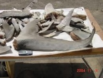 Protection "historique" de cinq requins décimés pour leurs ailerons confirmée