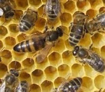 Pesticides: les abeilles restent sans protection dans l'UE