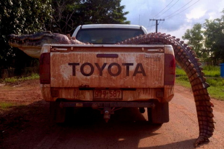 Le crocodile chargé sur un pickup (Source photo : Police du Territoire du Nord)