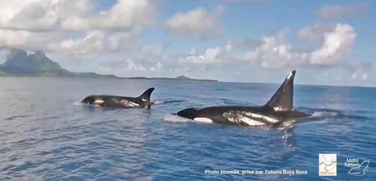 Des orques aperçues aux Îles Sous-le-Vent
