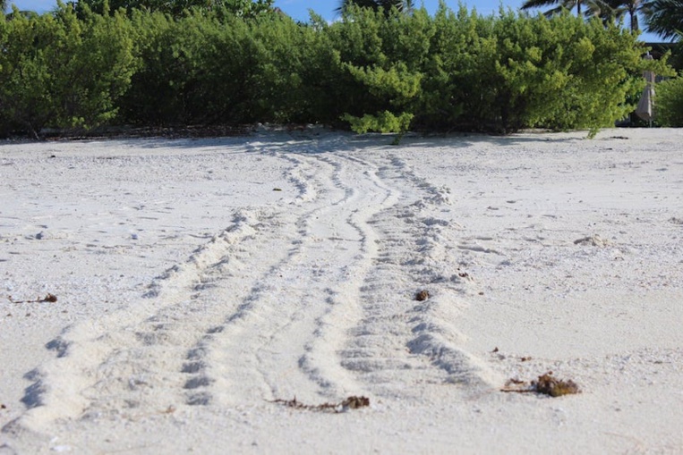 Le retour des pontes de tortues à Moorea Le retour des pontes de tortues à Moorea