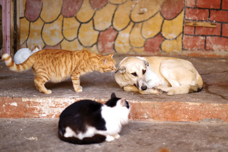 Au chevet des animaux, l'Assemblée nationale dans une relative concorde Au chevet des animaux, l'Assemblée nationale dans une relative concorde