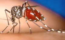 L'épidémie de dengue toujours soutenue