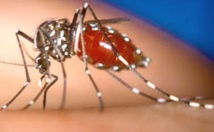 L'épidémie de dengue toujours soutenue