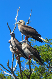 Imperturbables sentinelles veillant sur leurs congénères, des fous à pieds rouges ne se laisseront pas impressionner par l’objectif du photographe. Imperturbables sentinelles veillant sur leurs congénères, des fous à pieds rouges ne se laisseront pas impressionner par l’objectif du photographe.