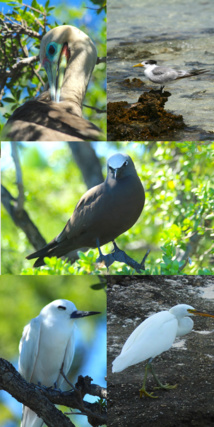 Tikehau, la renaissance de l'île aux oiseaux