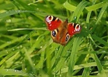 2012, annus horribilis pour les papillons britanniques