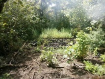 Australes : 315 plants  de cannabis détruits