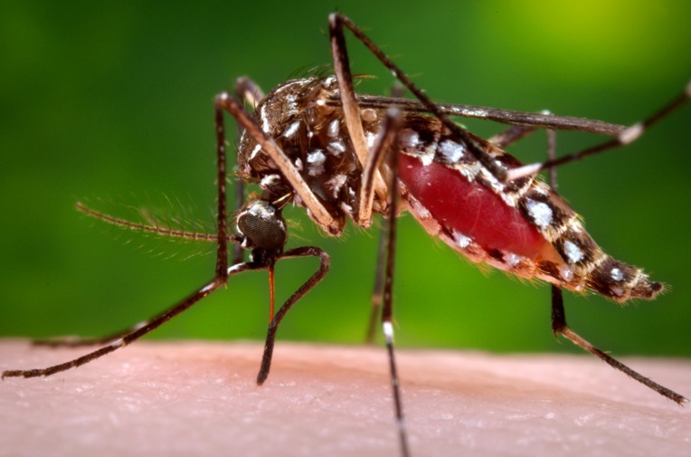 Des moustiques antimoustiques