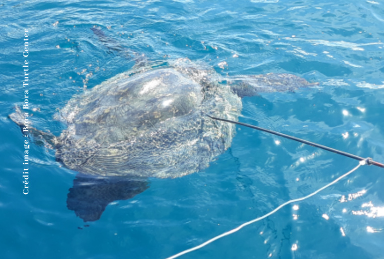 Une tortue transpercée d'une flèche en inox. Une tortue transpercée d'une flèche en inox.