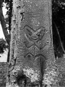 Une des traditions des Morioris était de graver leurs symboles cultuels et religieux sur le tronc des arbres.