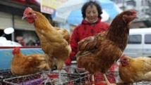 Nouveau décès en Chine dû au virus de la grippe aviaire H7N9