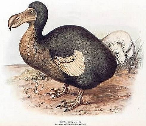 Le dodo