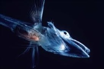 Un "poisson glace" au sang transparent à l'aquarium de Tokyo