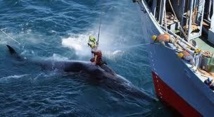 Chasse à la baleine: Sea Shepherd remporte une manche contre le Japon
