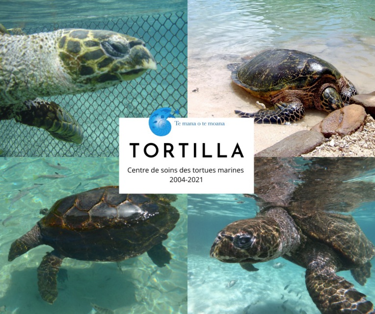 Te mana o te moana : La tortue Tortilla n'est plus Te mana o te moana : La tortue Tortilla n'est plus