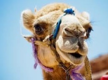 Le chameau offert à François Hollande a été mangé