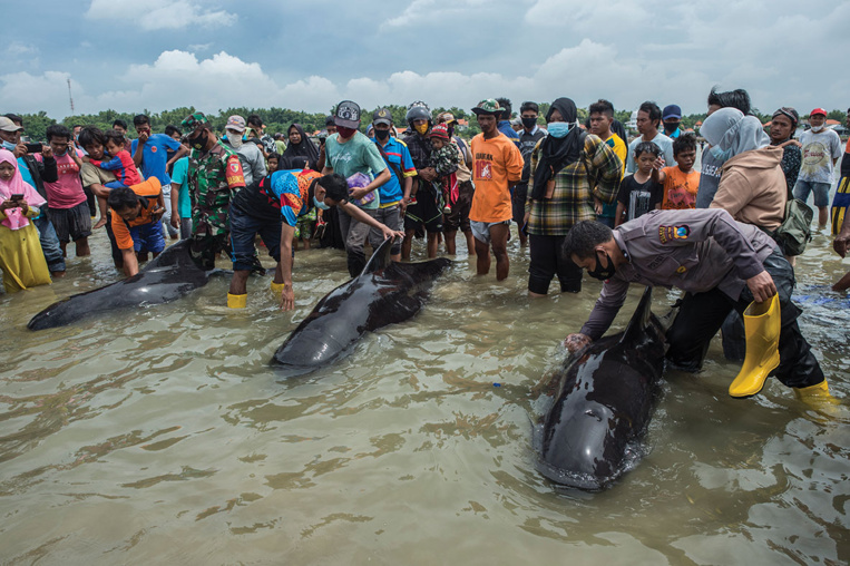 Indonésie : 46 baleines pilotes meurent sur une plage, trois sont sauvées Indonésie : 46 baleines pilotes meurent sur une plage, trois sont sauvées