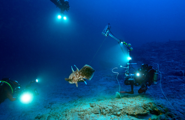 "On ne peut pas protéger le Grand requin-marteau sans le connaître" "On ne peut pas protéger le Grand requin-marteau sans le connaître"