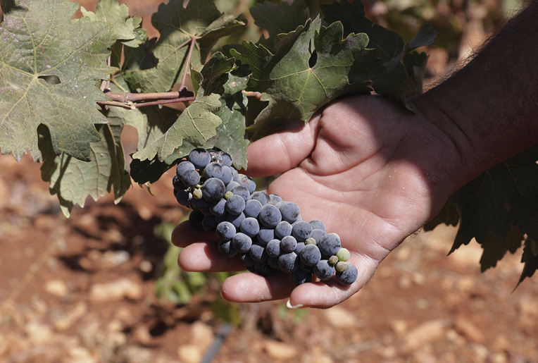 Le premier vin français au cannabis est un Bordeaux