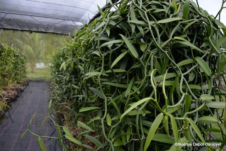 Une loi du Pays pour la filière vanille Une loi du Pays pour la filière vanille