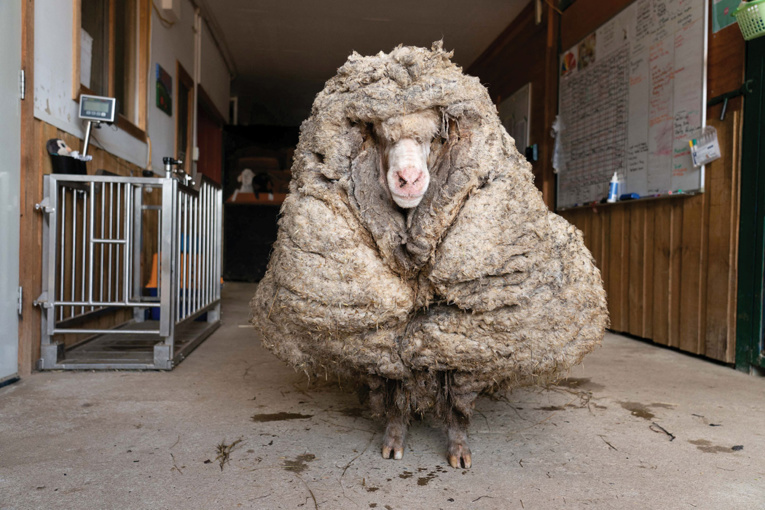 Australie: un mouton délesté de son pelage de 35 kg Australie: un mouton délesté de son pelage de 35 kg