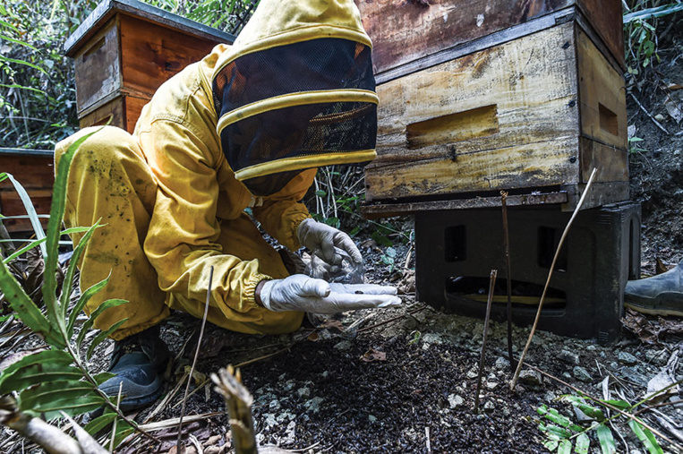 Un agrotoxique interdit en Europe décime les abeilles en Colombie Un agrotoxique interdit en Europe décime les abeilles en Colombie