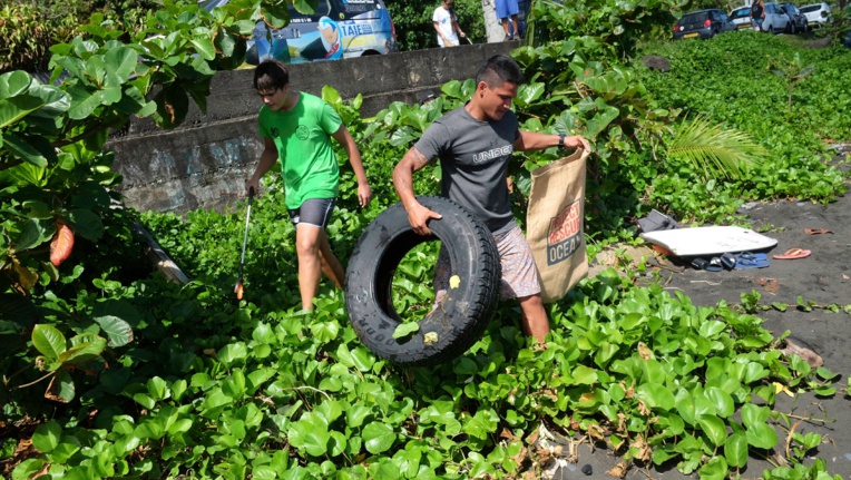 250 kilos de pehu ramassés à Ahonu 250 kilos de pehu ramassés à Ahonu