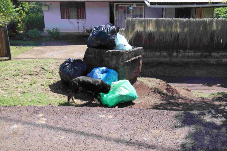Faa'a en campagne contre les chiens errants